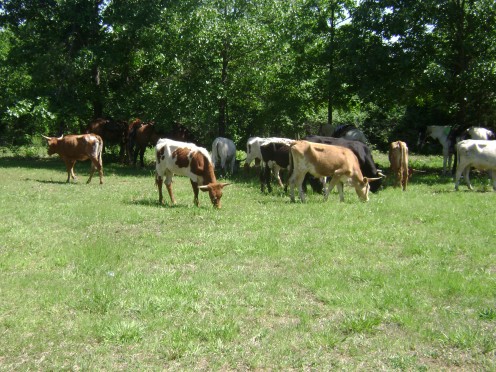 These are Longhorns. I thought they'd be big....NOT! 