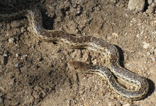The snake we met on Mother's Day looked similar to this San Diego Gopher Snake.