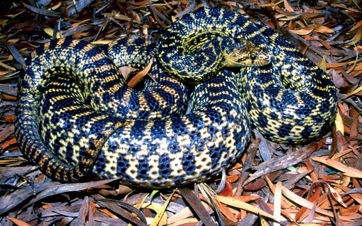 Don't be afraid or intimidated..it isn't a rattler!