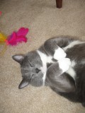Cats Are Theraputic. A Cat Lover's Story!