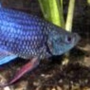 bettafishcare profile image