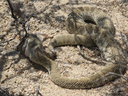 Snakes stay in the shade on hot days. This Mojave Green appears to be eating a rodent of some sort.