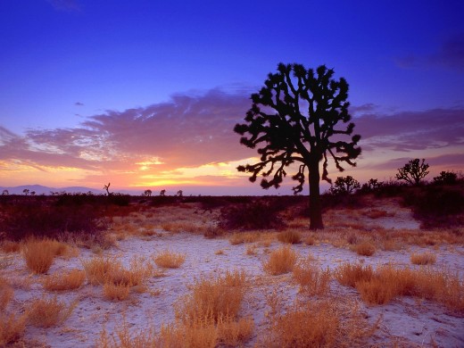 Joshua Tree Wallpaper.  Many Mojave Greens are sighted here.
