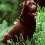 orsham profile image