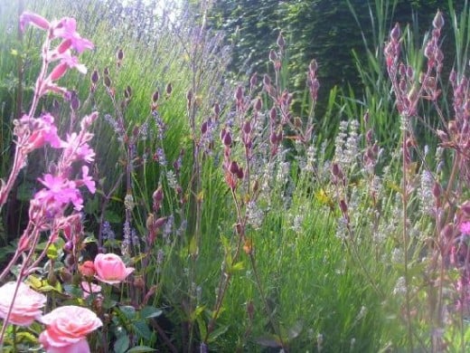 Wildflowers on the Salisbury Plain, England.