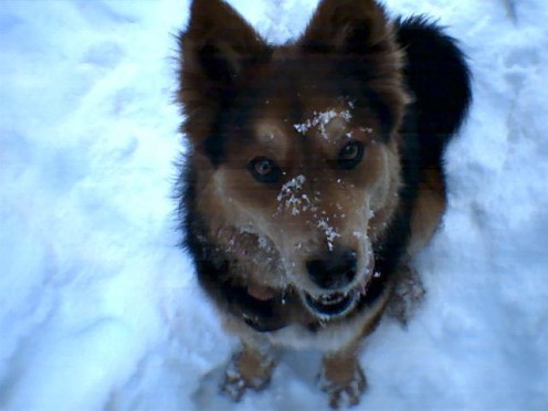 Riley enjoying a New Mexico snow fall.