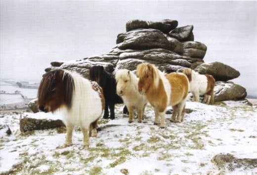 Dartmoor Ponies in winter. 