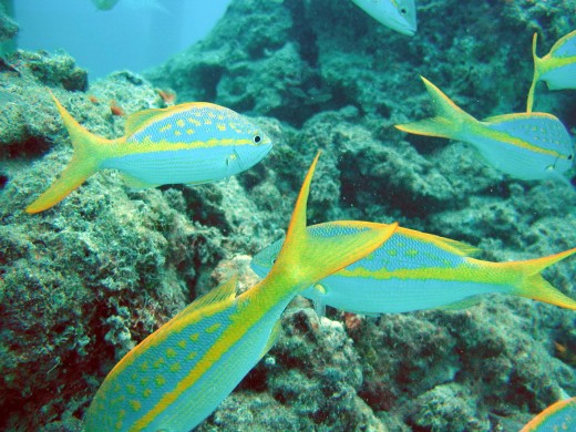 Yellow-tail snapper