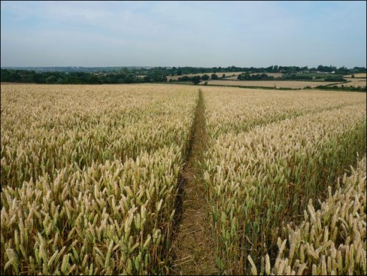 A path in the field, Seeds would not grow here