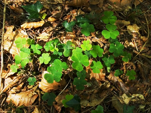 Can you find a four leaf clover in this shamrock patch?