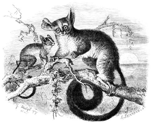 Galago or bush baby. Image from Wikipedia
