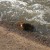 A craqb foraging in the spillway A craqb foraging in the spillway