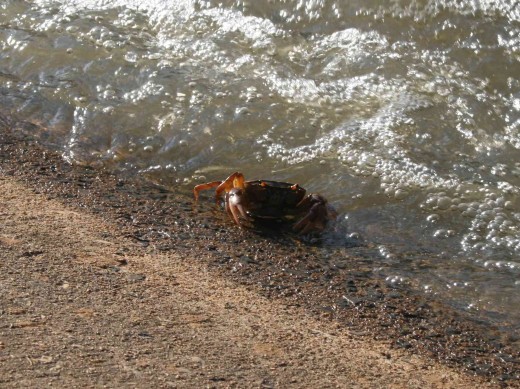 A craqb foraging in the spillway