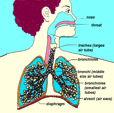 This is a photo of the lungs having a asthma attack. 