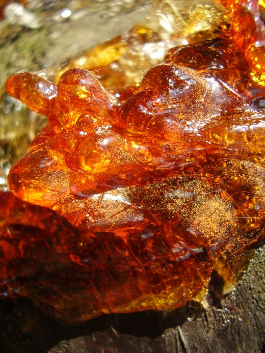 Dried resin.  To think, in 20 million years, this will turn into amber, and then you can have amber earrings!