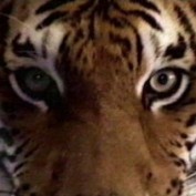 Aymless profile image
