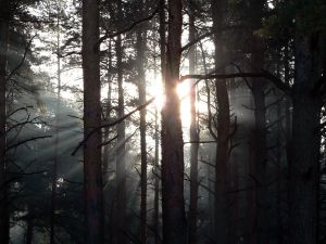 Within us all is a link to the guidance and insight we need to navigate our lives.