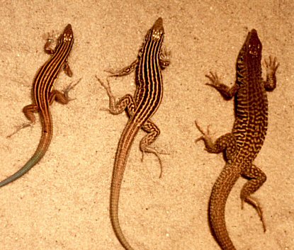 Parthenogenetic lizard species.