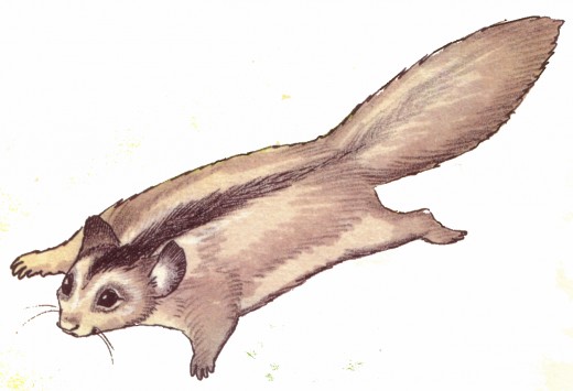 The sugar glider can glide from tree to tree by extending its legs and stretching a flap of ski that allows it to glide without falling.