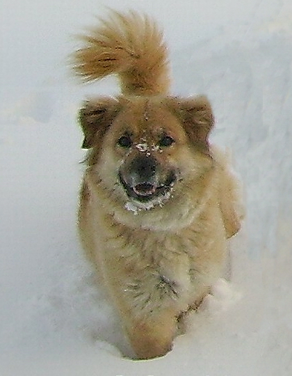 This was taken during the last winter that she was with us...she had a ball that day, playing with our sons in the snow.