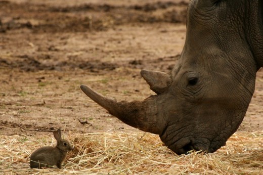 Wild bunnies understand the importance of hay, even in the face of rhinos...