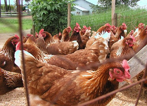 In the developed world of the US, Canada and Europe, many people eat eggs and chicken. It takes about ten times as much land to feed people chicke than it does grain.