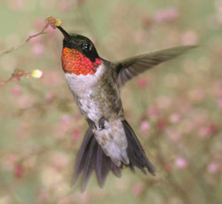 Ruby-throated Hummingbird        Public domain