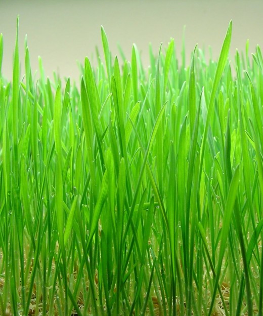 This work is licensed under the Creative Commons Attribution-ShareAlike 3.0 License. Wheatgrass juice