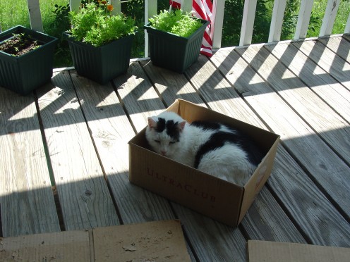 Ethel Nice And Cool In Her Box
