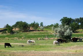 Cattle in a field by a country road near Delta, Colorado