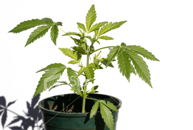 This is a "domestic" version of a marijuana plant that sometimes is grown hydroponically.