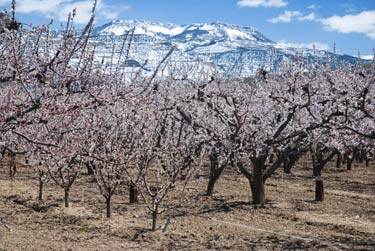 Orchard and the snowy Grand Mesa (all photos by Linda Armstrong 