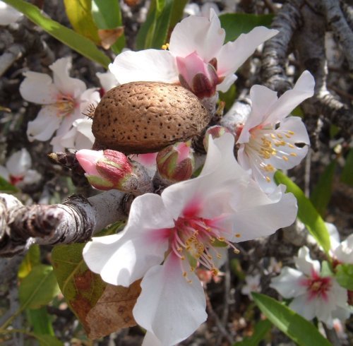 Almond Tree In Bloom ~ Photo credit: Steve Andrews (Bard of Ely)