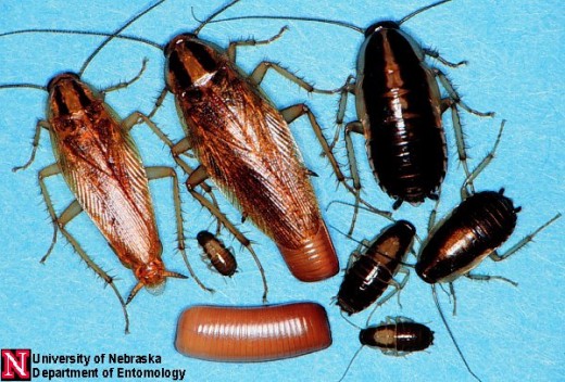 cockroaches and a cockroach egg casing bottom left in picture