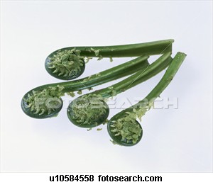 Fern fiddle-heads are good in season wild food, but the season is short, measured in days or a week.