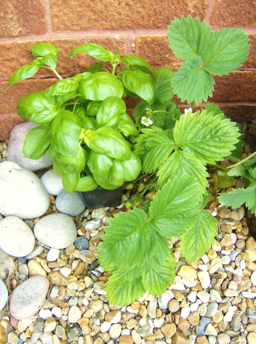 Strawberry plant and basil.