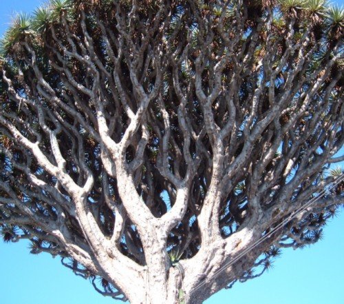 Head of a Dragon Tree