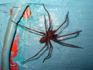 House spiders can grow very large.