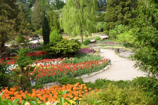 Tulips in bloom at the Royal Botanical Gardens.
