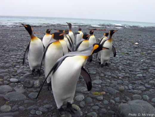 These birds are obviously into music.  