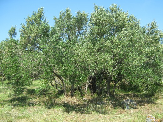 One of the olive trees in our oliveyards