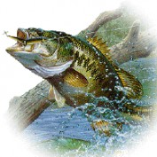 Nicky Harris profile image