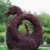 Dragon topiary, a favorite but expensive piece.