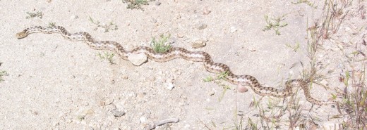 Same Silverwood snake/2010.