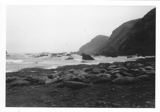 Thought this black and white photo might set the tone...Elephant seals on west side of MacQuarie Island's isthmus 1977