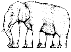 Illusion - counting the number of legs in an elephant