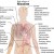 side effects of nicotine side effects of nicotine