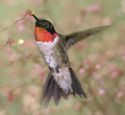 Ruby-Throated Hummingbird   public domain