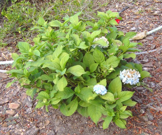 Like this plant, ephemeral content seem to die out after being fresh for days or weeks.