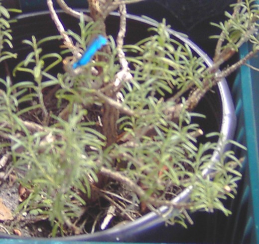 Like rosemary, make your content evergreen.